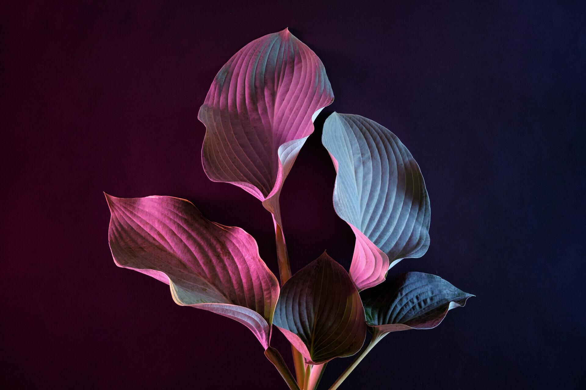 referencement-naturel-seo-nantes