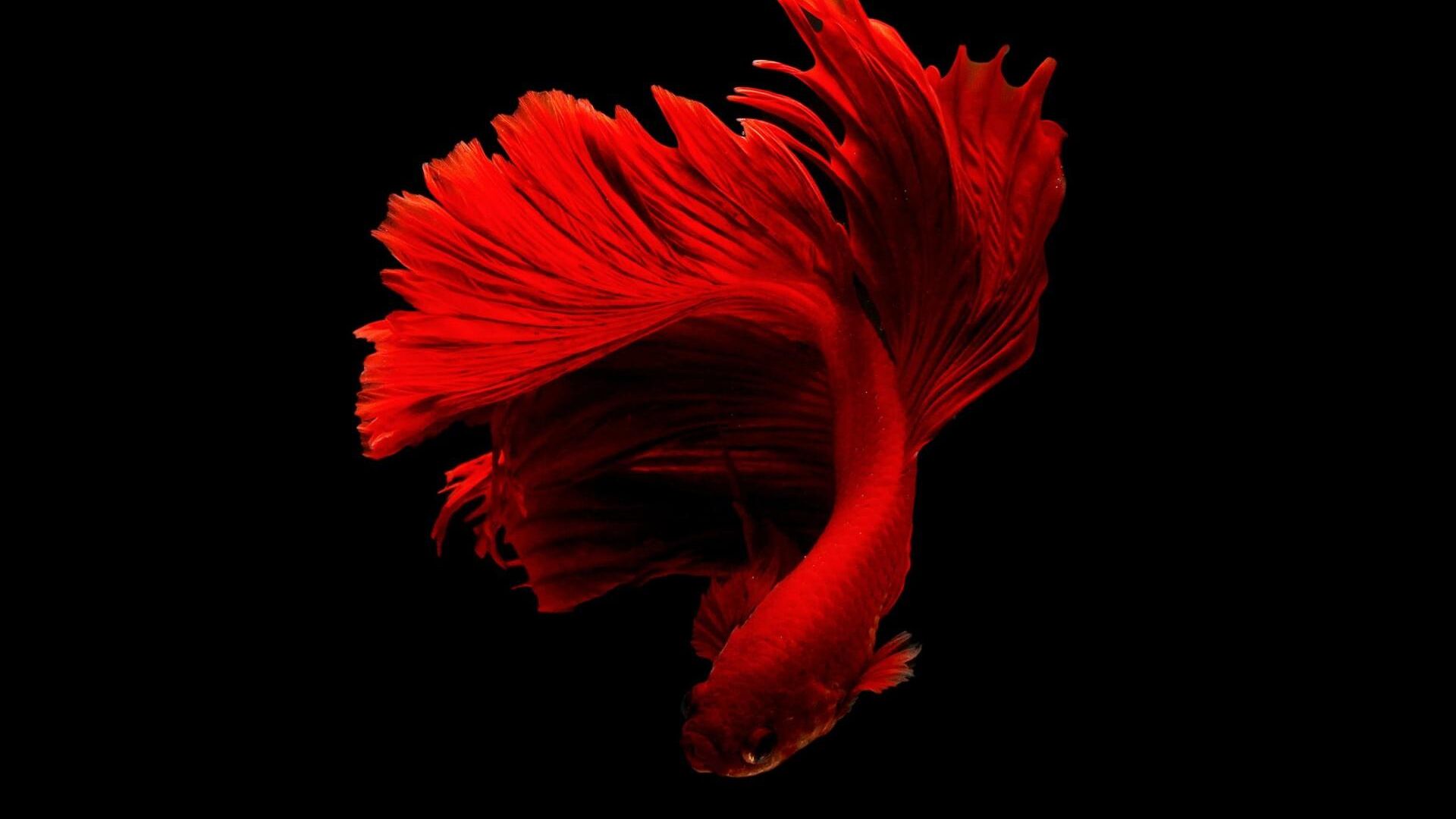 cichlids-import